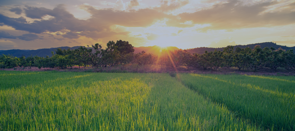 news-carbon footprint